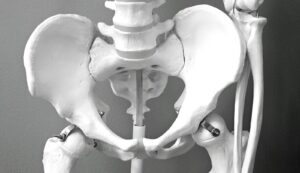 Close-up of a medical model of a human pelvic skeleton, ideal for healthcare and anatomy studies.